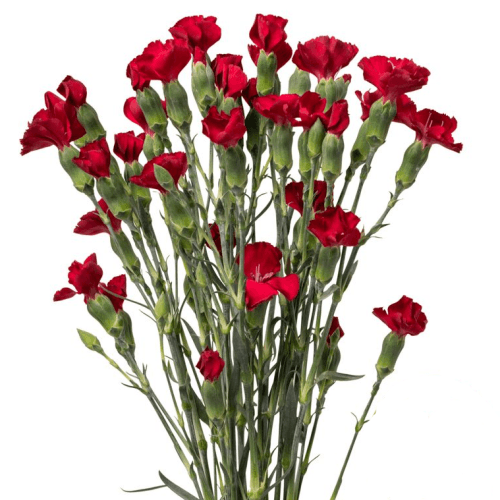 Œillet mini grenat Solomio Cherryfly, Fleur fraîche de 70 cm de long, bouquet de 40 tiges