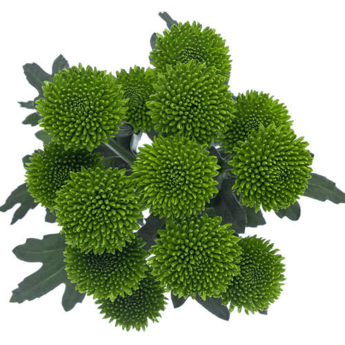Ramo de 20 Crisantemos Verdes Whatsapp, Flor fresca de 70 cm de largo, 20 tallos