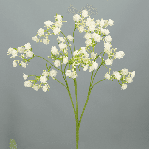 X Paniculata ❊