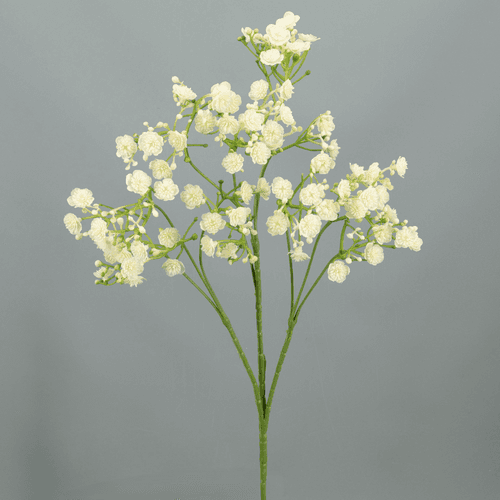 X Paniculata ❊