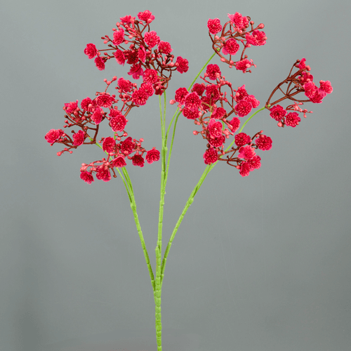 X Paniculata ❊