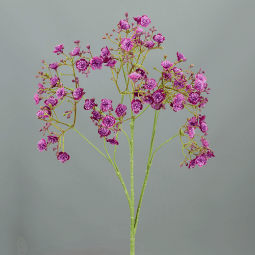 X Paniculata ❊