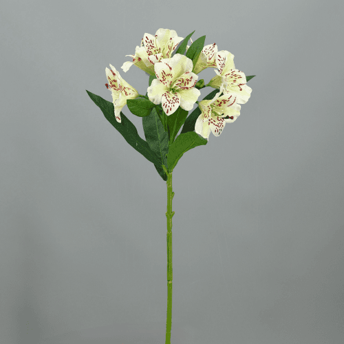 X Alstroemeria ❊, 74 cm