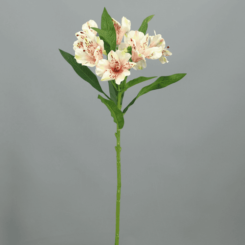 X Alstroemeria ❊, 74 cm