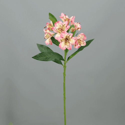 X Alstroemeria ❊, 74 cm