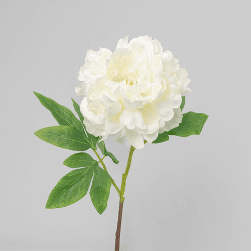 	 X Peonia ❊, 61 cm