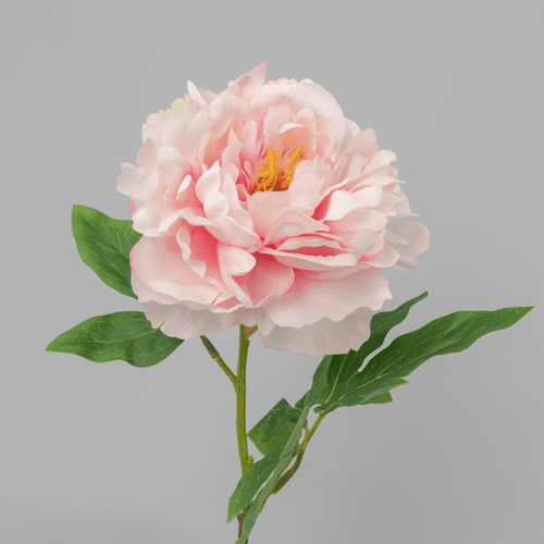 	 X Peonia ❊, 61 cm