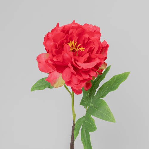	 X Peonia ❊, 61 cm