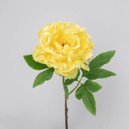 	 X Peonia ❊, 61 cm