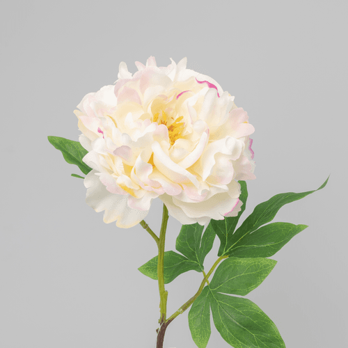 	 X Peonia ❊, 61 cm