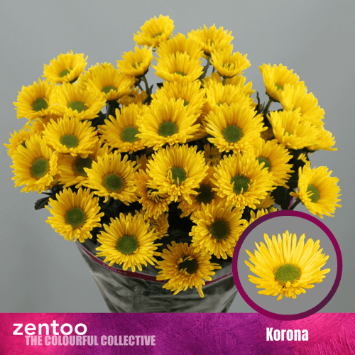 Crisantemo Korona 65 gr