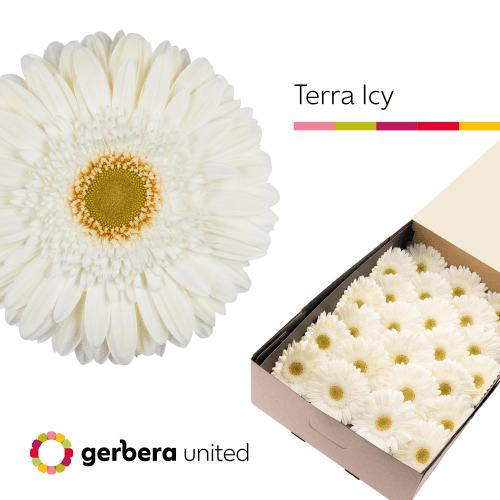 Boîte de 50 Gerberas Blanches Terra Icy, Fleur fraîche de 45 cm de long, bouquet de 50 tiges