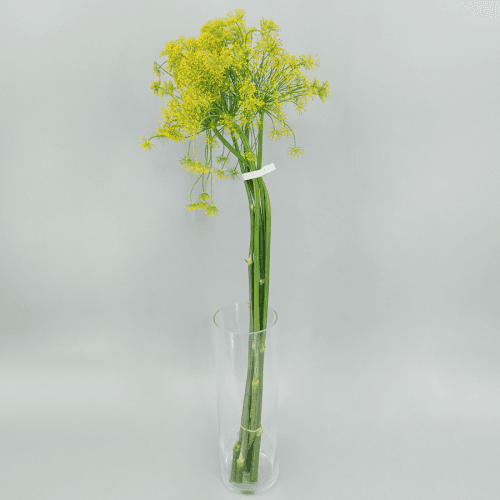 Anethum Graveolens