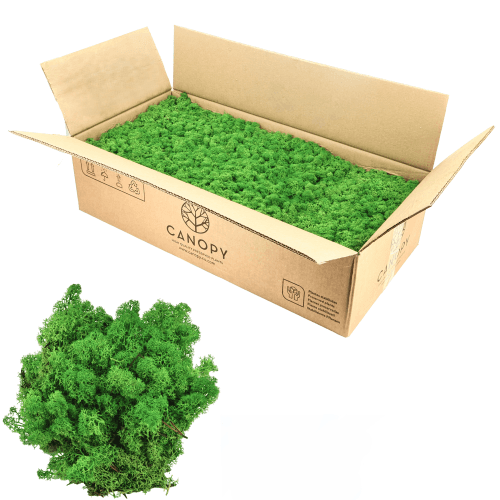 Musgo líquen preservado verde variado 5 kg, Flor preservada