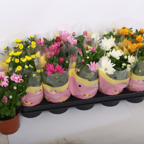 Chrysanth Mix