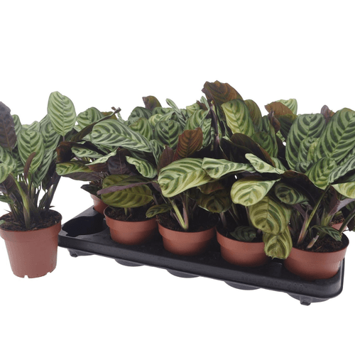Ctenanthe Burle-Marxii, Pack de 3 Plantas de 30 cm, Planta de 30 cm de alto, lote de 10 unidades