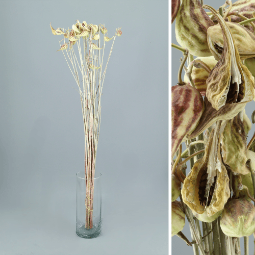 Bouquet de 25 Tiges d'Asclépiade Commune (Asclepias syriaca), Fleur fraîche de 80 cm de long, 25 tiges