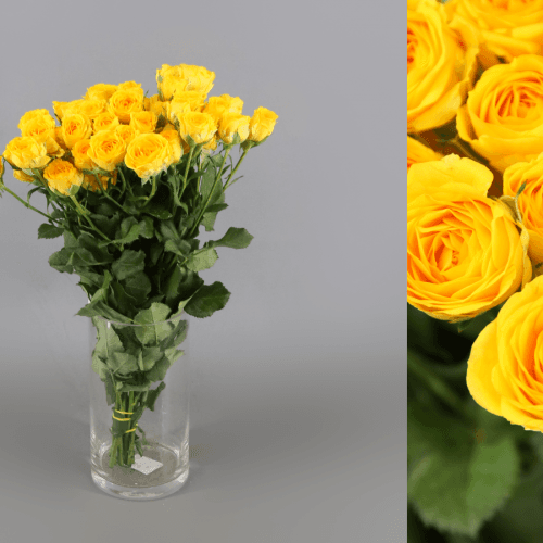 Bouquet de 40 Roses Spray Ramona, Fleur fraîche de 40 cm de long, 40 tiges
