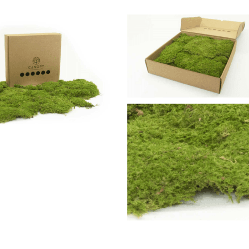 Musgo rocha preservado verde, Flor preservada
