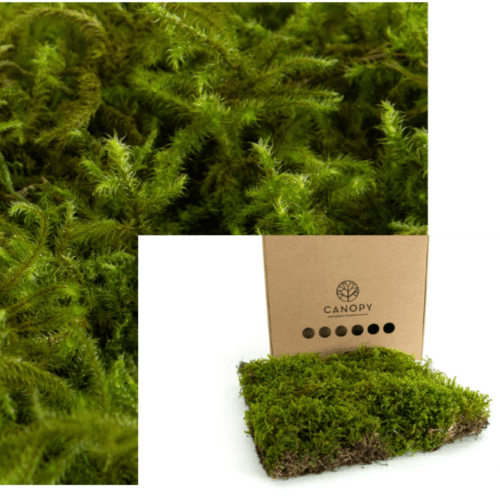 Musgo estrela preservado verde, Flor preservada