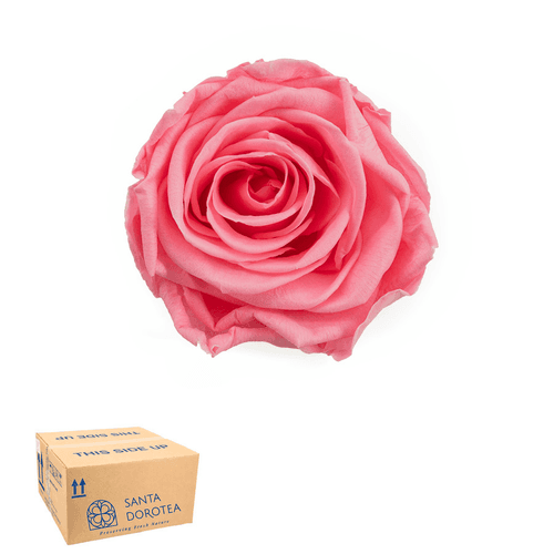 Rosa eterna Monalisa variada