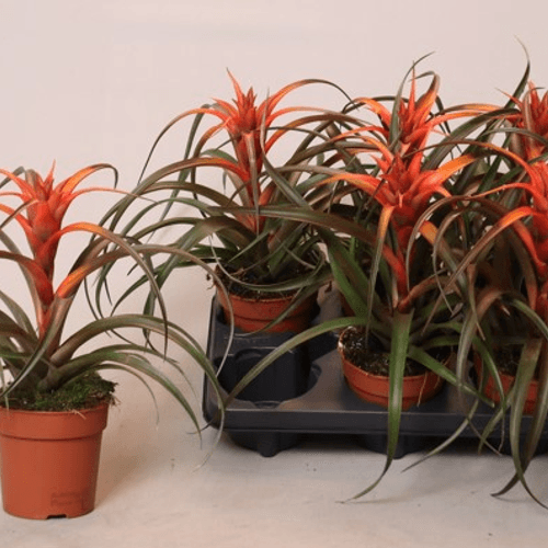 Tillandsia Hermosa (cravo-do-ar)