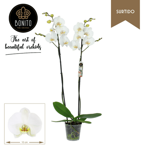 Orquídea Phalaenopsis Blanca Silhouette de 2 Varas, Planta de 70 cm de alto