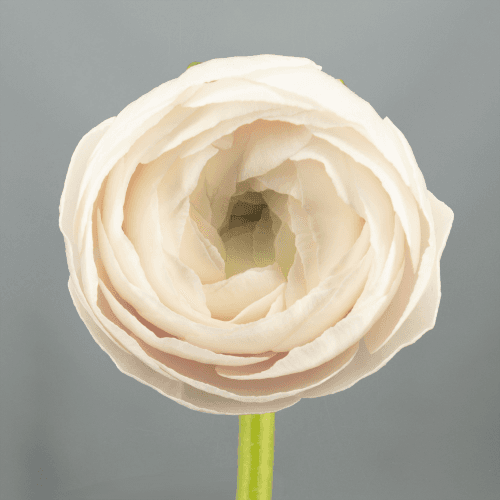 Bulbes de Renoncule Rose Hanoi Succes, 40 cm, bouquet de 10 tiges Geoflora