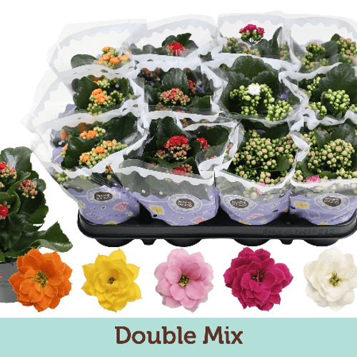 Kalanchoe Du Mix