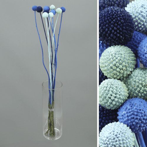 Caja de 50 Craspedia Blue Lagoon Mix (Bolas Doradas Teñidas), Flor fresca de 70 cm de largo