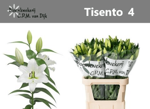 Ramo de 20 Lírios Brancos Tisento, Flor fresca de 80 cm de comprimento, 10 hastes
