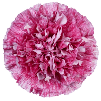 Clavell rosa Merletto Berry, Flor fresca de 70 cm de llarg, ram de 25 tiges Geoflora
