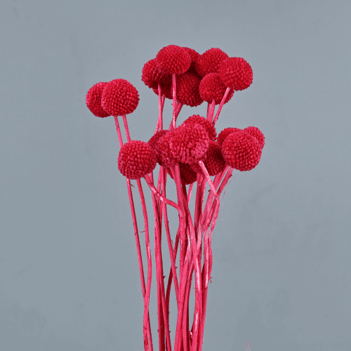 Craspedia seca fucsia