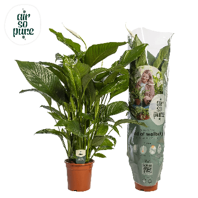 Spathiphyllum Sweet Lauretta - Flor de la Pau gran (90 cm)