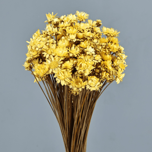 Glixia seca amarilla, Flor seca de 40-45 cm de largo
