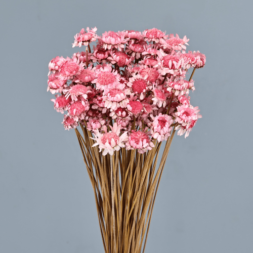 Glíxia seca rosa claro