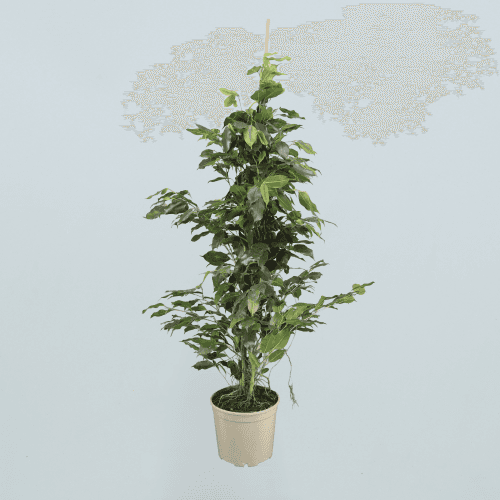 Ficus be Danielle
