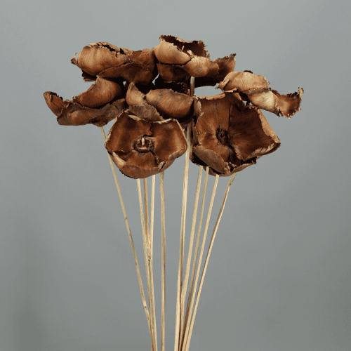 Palm Cup Séché (Palme Séchée Décorative)