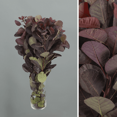 Cotinus Royal Purple