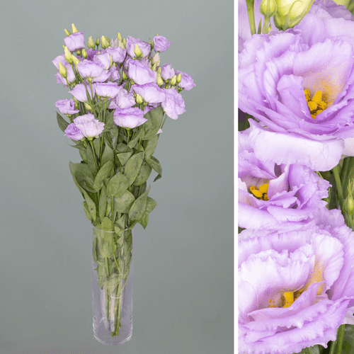 Lisianthus Duplo Lavanda Lisanne, Flor fresca de 70 cm de comprimento, ramo de 10 hastes