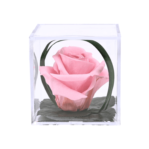 Rosa eterna Melchor rosa claro