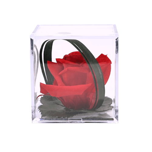 Rosa eterna Melchor roja