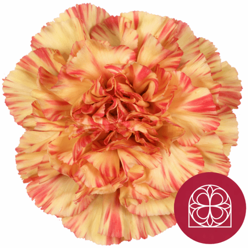 Ramo de 40 caraveis Salamandra vermellos e verdes (Dianthus caryophyllus)
