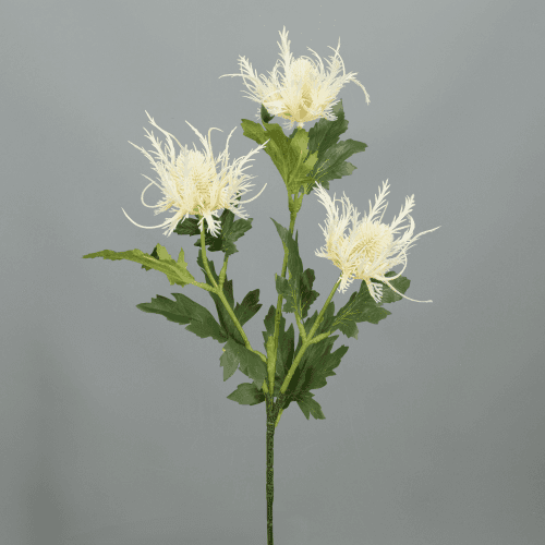 X Cardo Seaholly ❊, 66 cm