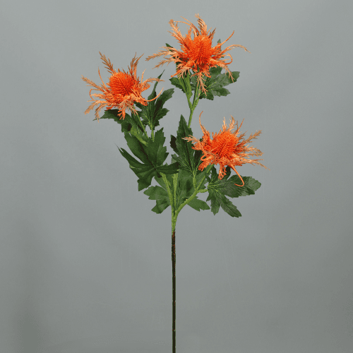 X Cardo Seaholly ❊, 66 cm