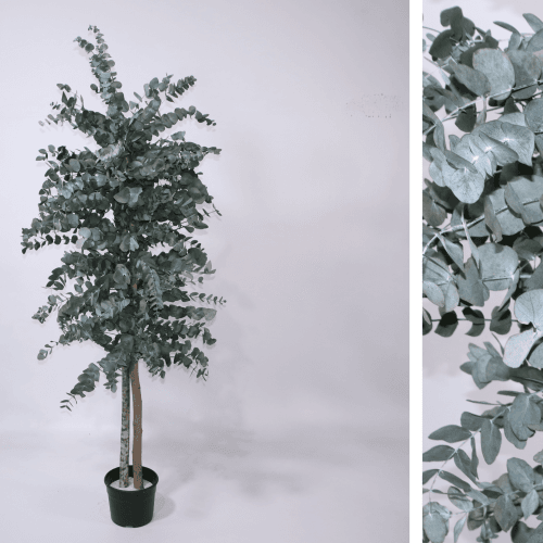 Árvore de Eucalipto Cinerea Preservado (6 Ramos), Flor preservada de 180 cm de comprimento