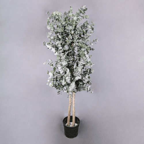 Árvore de Eucalipto Cinerea Preservado (5 Ramos), Flor preservada de 150 cm de comprimento