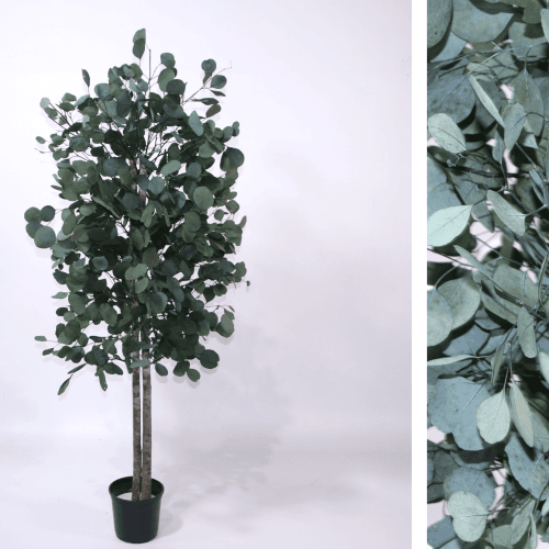 Árbol de Eucalipto Preservado, Flor preservada de 150-200 cm de largo