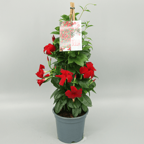 Dipladenia Piramide Roja