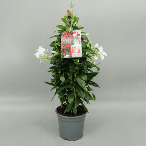 Dipladenia Piramide Blanca